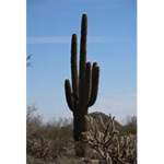 The Kingdom of cactus