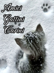 Amici Gattini Carini