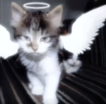 ‘nightcats