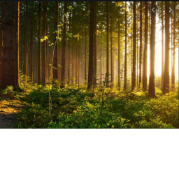 The Forest.