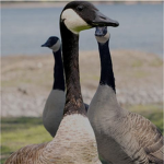 The Honk Men