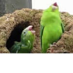 FAMILIA AMIGOS COLNO