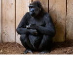monkechunky