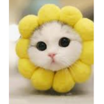 tha white cats