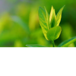 The Plant Society!