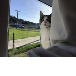 Kittycatkitten group