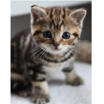 The Kit Kat cat’s