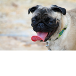 #TEAM PUGS