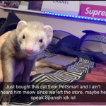 when the furri
