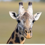 Giraffen_gang