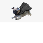 Flying_Pugs