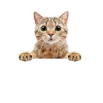 Miau LEGENDS