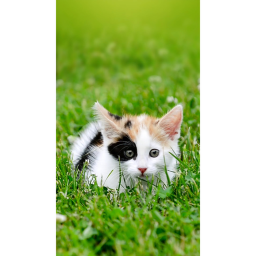 Kitty Island!