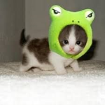 151kykitty