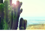 LittleCactus