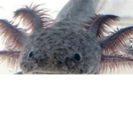 true axolotl only group