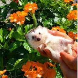 🦔✧˖°.