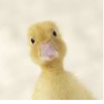 Little ducky them