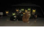 The cats are back