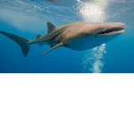 sharks group.