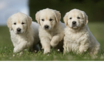 Woof Woof peeps