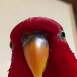Red Parrot studio's