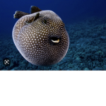 Pufferfishgamer78 group