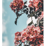 •Cιοud ιονε•
