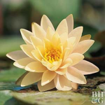 waterlilyz