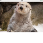 Otters are a part of life