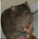 The sewer rats. Ratten. Крысы.