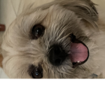 Help Roblox bacons