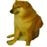Doge Club¹