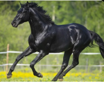 Horse Pod