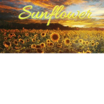 Sunflower_vibesss
