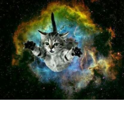 Space Cadet CATS!