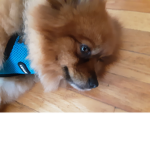 !!!Puppy fans!!!