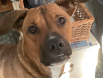Confused dog