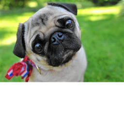 the world of pugs