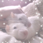 The cool rats:)