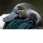 platypus lovers