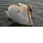 cool swans