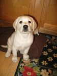 Cooperdog's Fan Group
