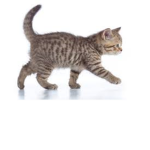 The Cat Group Only Cats