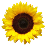 SUNFLOWERS?
