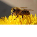 Save the Bees! Please!