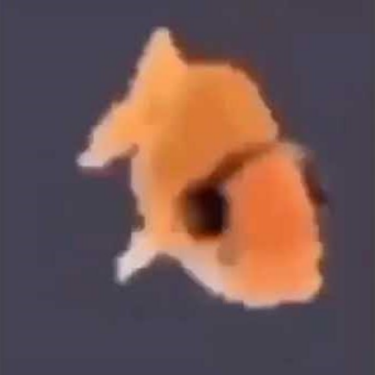 Orange Fish With Headphones 3 Roblox decal