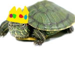 turtles of the world