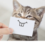 Cat Fans only!