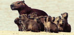 CAPYBARA FOUNDATION GROUP